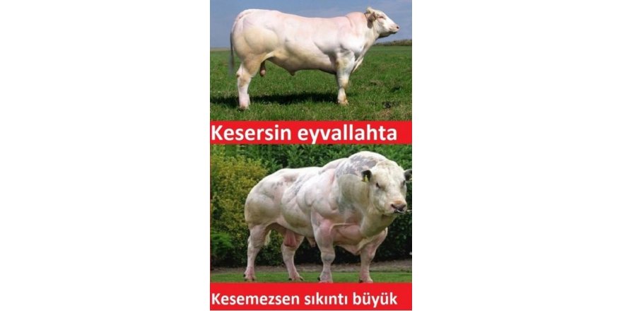 Kurban Bayramı Capsleri