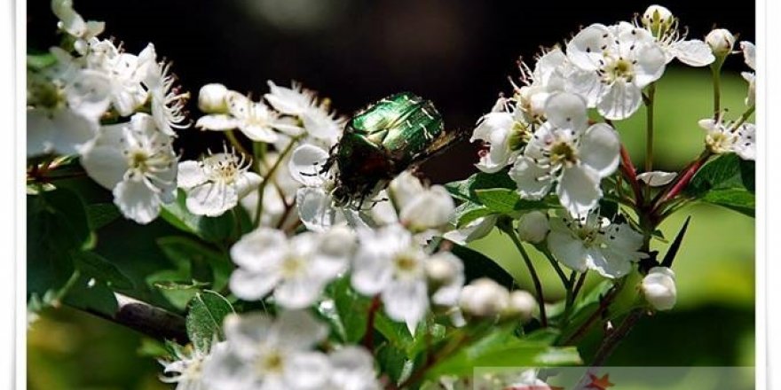 Türkiye'nin Yaban Çiçekleri