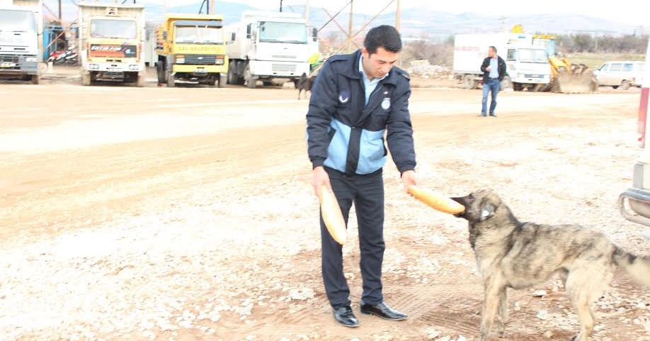 Çal Belediyesi Başıboş Köpekleri Kısırlaştırdı