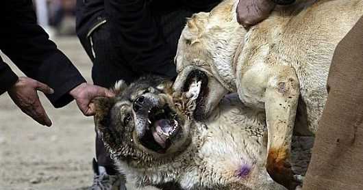 Çivril'de Köpek Dövüşçülerine baskın: 600 Gözaltı!