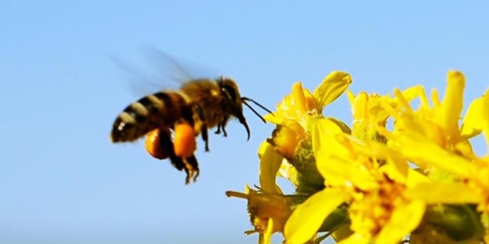 Arılar Nesli Tükenmekte Olan Canlılar Listesinde!