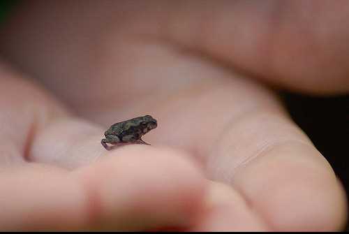 Hindistan’da Mini Kurbağalar Keşfedildi