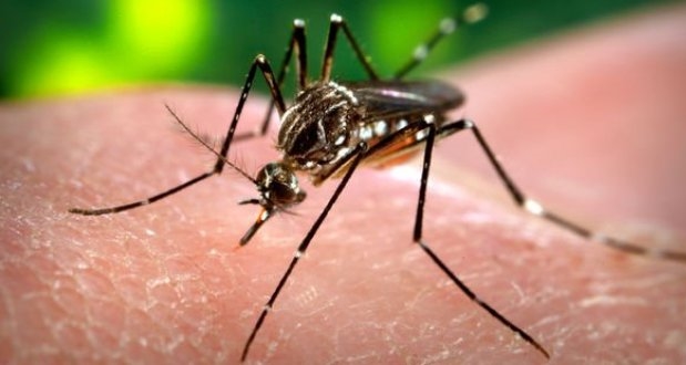 Sivrisinekleri Uzak Tutmanın Çaresi Bulundu