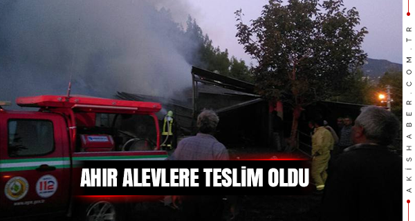 5 Büyükbaş Hayvan Telef Oldu...