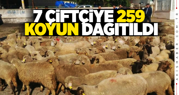 7 Çiftçiye 256 Koyun Dağıtıldı