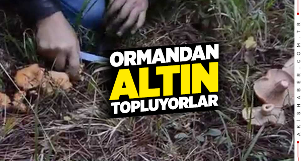 Çamelililer’in Yüzünü Mantar Güldürdü