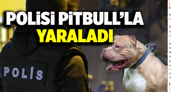 Pitbull'la Polise Saldırı