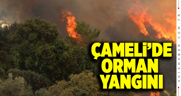 Çameli'de Orman Yangını
