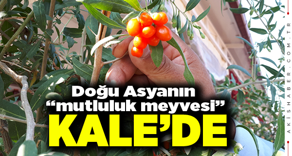 Kaleli Çiftçiden Büyük Başarı