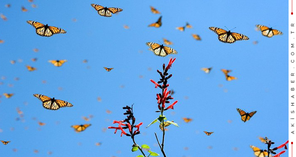 O İlçedeki Kelebek Sürüsü Halkı Tedirgin Etti