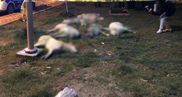 Ankara Batıkent köpek katliamı vahşeti son dakika
