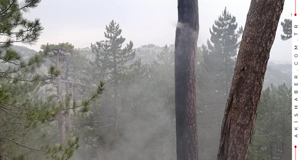 Çameli'nde ormana yıldırım düştü!