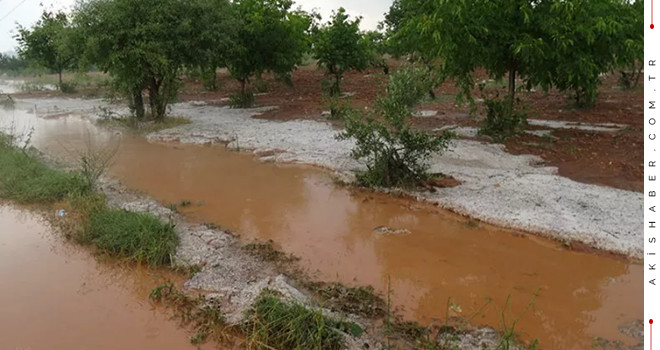 Bekilli'de aşırı yağışlar üzüm ve meyve bahçeleri vurdu!