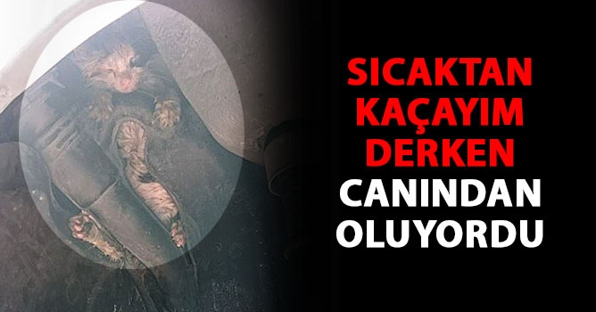 Sıcaktan kaçayım derken canından oluyordu