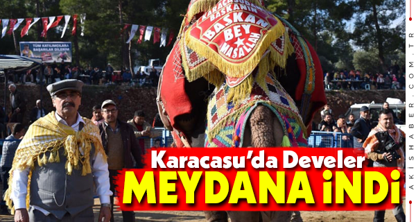 Karacasu 2. Deve Güreşi Festivali Şenlik Havasında Yapıldı