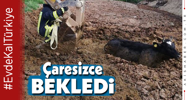 Tezek Birikintisine Batan İnek Kurtarıldı