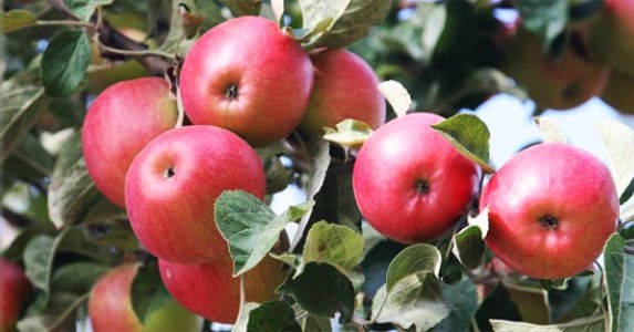 Amasya’da elma hasadı başladı
