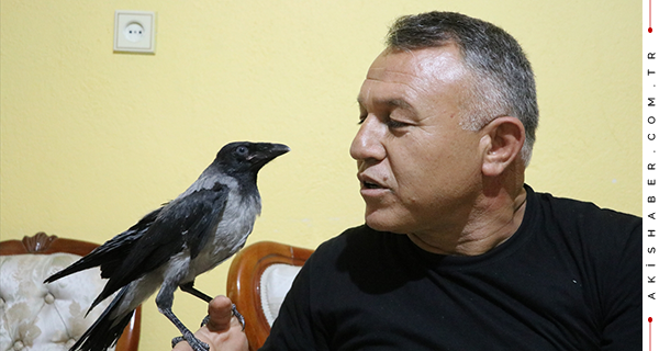 Denizli'de Yaralı Kargaya Şefkat Eli