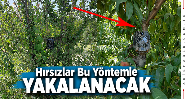 Denizli'de Meyve Hırsızlarına Karşı Foto Kapan Önlemi