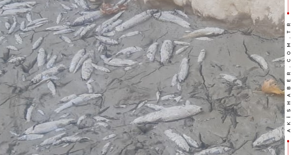 Denizli'de Balıklar Kuraklığa Yenildi