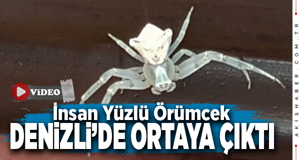 Denizli'de İnsan Yüzlü Örümcek Bulundu