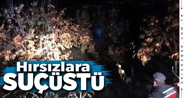 Denizli'de Cennet Elması Hırsızları Ağaçta Yakalandı