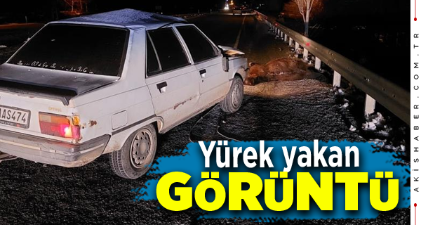 Denizli'de otomobilin çarptığı at telef oldu