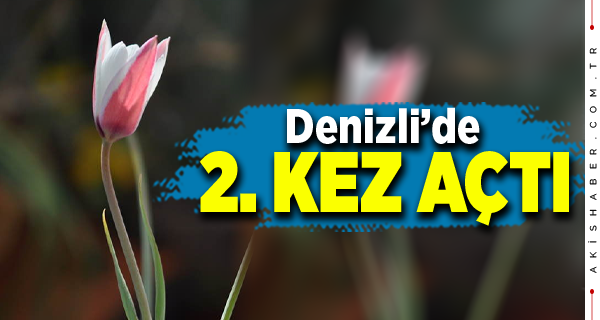 Osmanlı'nın Kayıp Lalesi Denizli'de İkinci Kez Çiçek Açtı