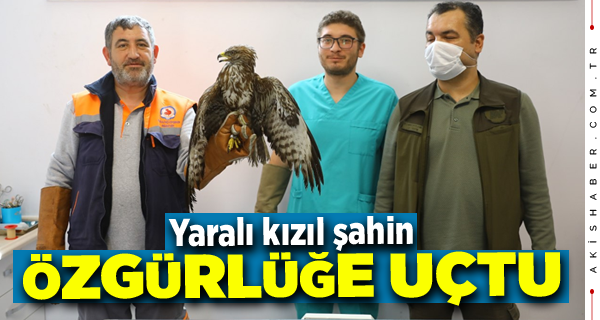 Yaralı Şahine Yardım Eli Dokundu