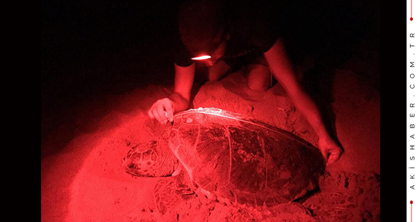 Kaplumbağalar İçin Dünyaca Ünlü Kumsallara Kısıtlama Getirildi