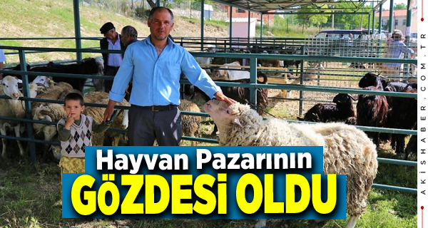 Denizli'de Kurban Bayramı Besicileri Umutlandırdı
