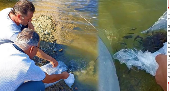 Denizli'de 4 Ayrı Gölere 40 Bin Yavru Balık Bırakıldı