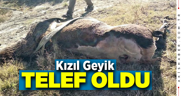 Denizli'de Su Kuyusundan Kurtarılan Kızılgeyik Telef Oldu