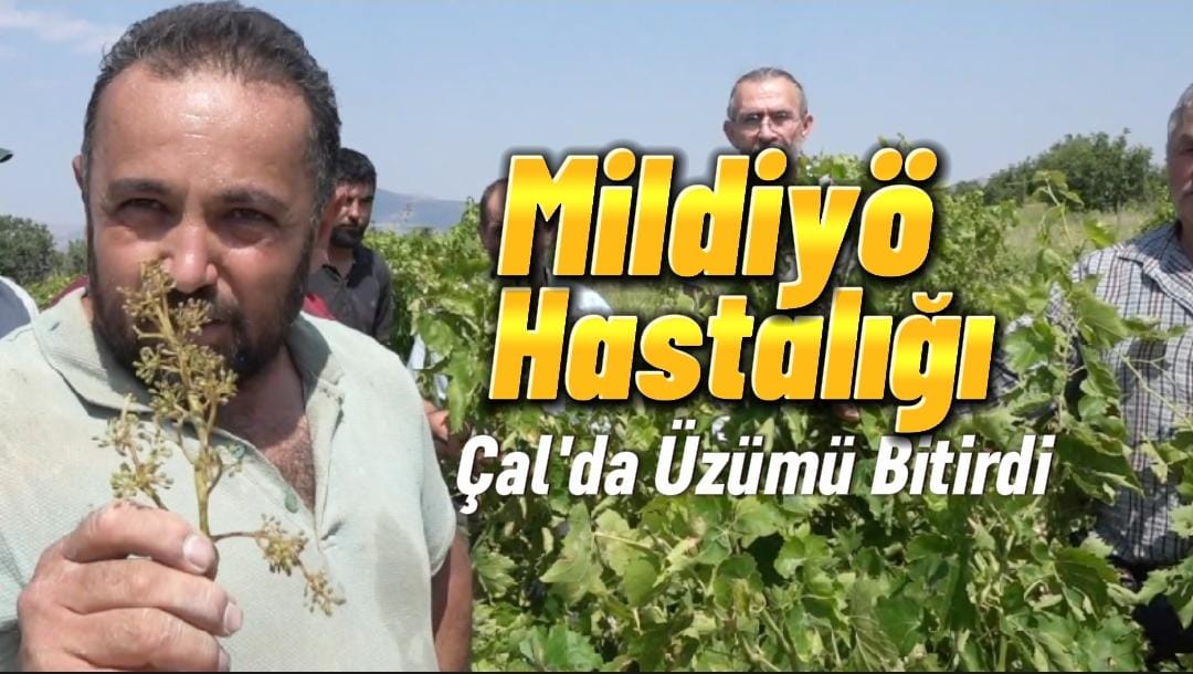 Mildiyö Hastalığı Çal Üzümünü Yüzde 90 Bitirdi