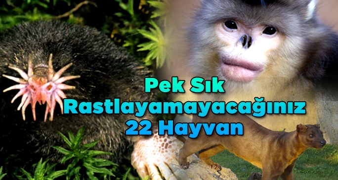 Pek Sık Rastlayamayacağınız 22 Hayvan