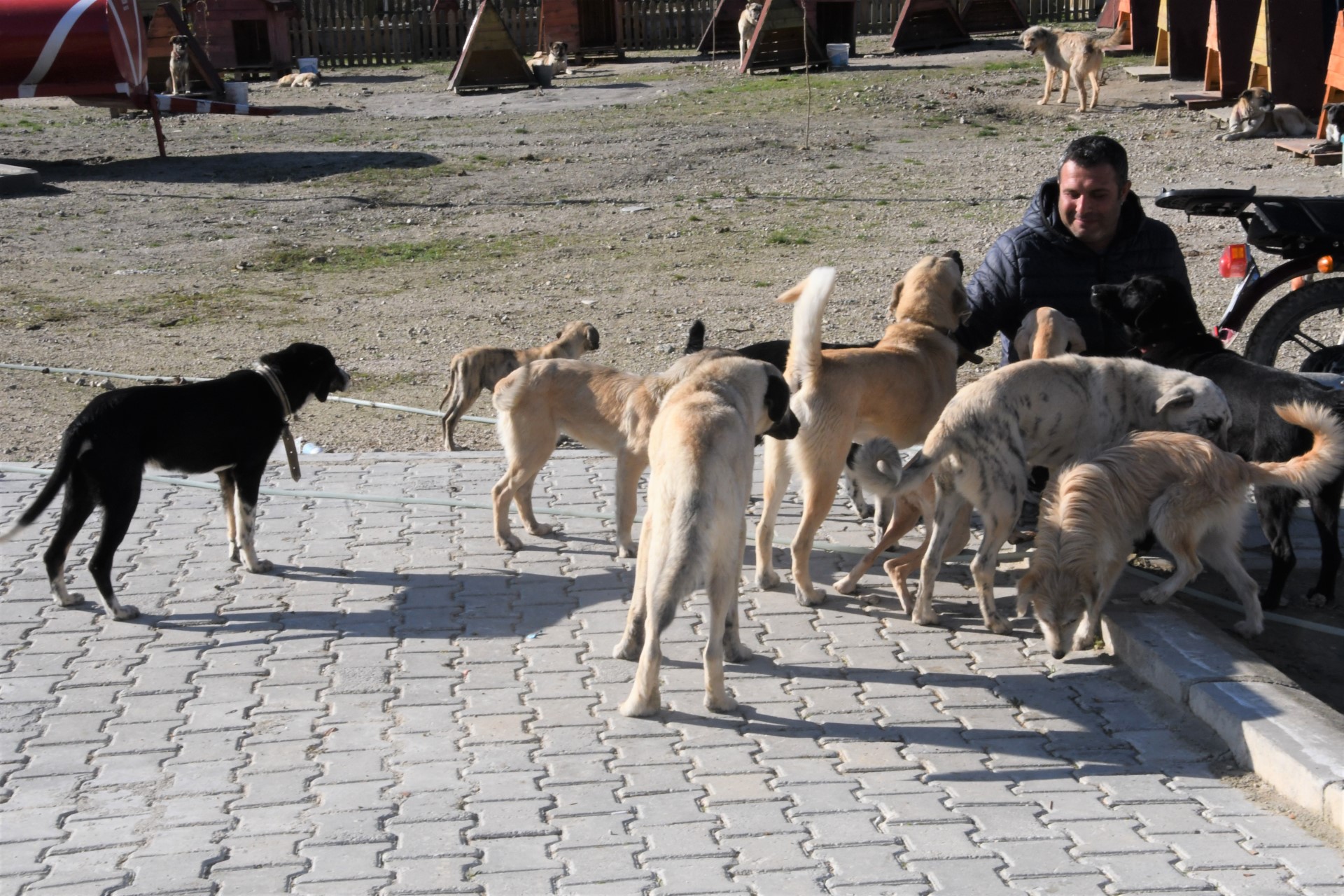 Sokak canları Buldan Belediyesine emanet