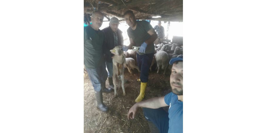 Efeler’de küçükbaş hayvanlar aşılandı