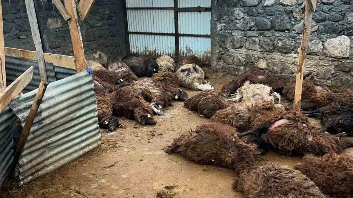 Kurt dehşeti! 130 koyunu öldürdü