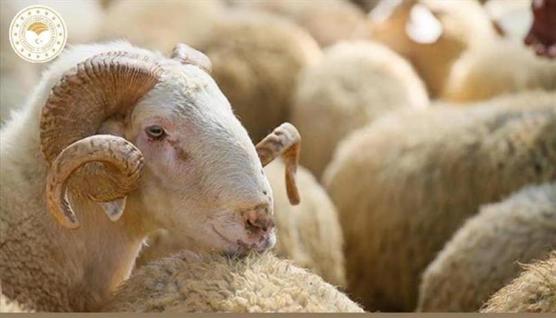 İbadetin Derin Anlamı ve Toplumsal Dayanışmadaki Yeri 