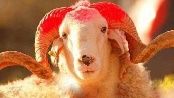 Kurban Bağışı Yardımınızı Güvenle İhtiyaç Sahiplerine Ulaştırmanın Yolu 