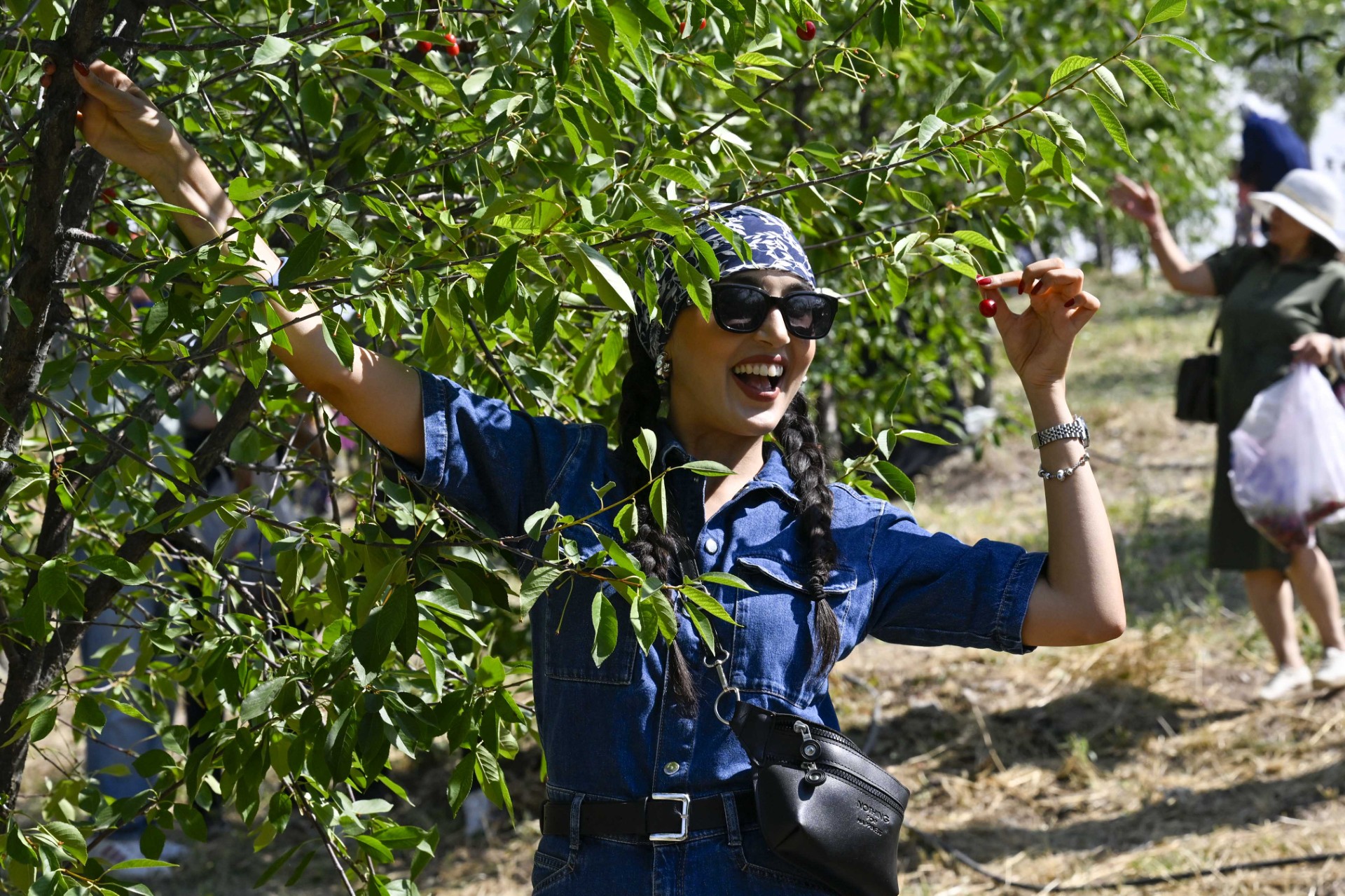 Ata Çiftliğinde Hasat Zamanı