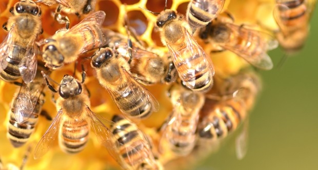 Kansere karşı arı zehiri öneriliyor