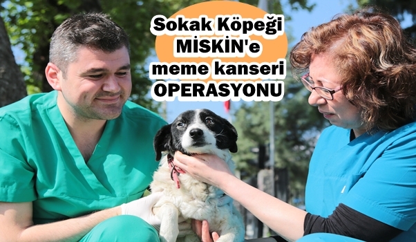 Sokak köpeğine meme kanseri operasyonu