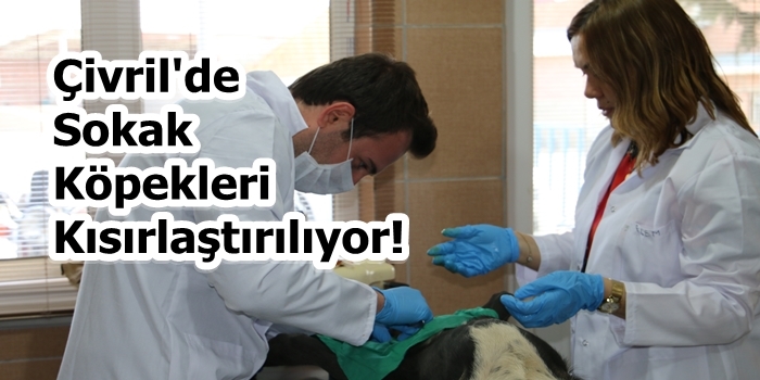 Çivril'de Sokak Köpekleri Kısırlaştırılıyor!