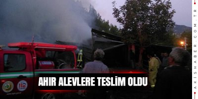 5 Büyükbaş Hayvan Telef Oldu...