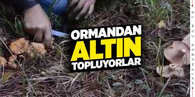 Çamelililer’in Yüzünü Mantar Güldürdü