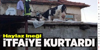 Gördüklerinde Şoke Oldular