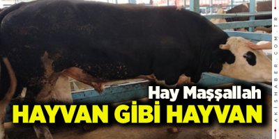 Baron’un Rakibi Yok