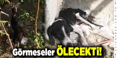 Pamukkale’de  Şok Eden Görüntü