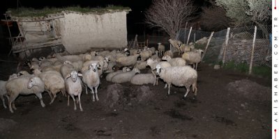60 Koyunu Telef Olan Çiftçi Şokta!